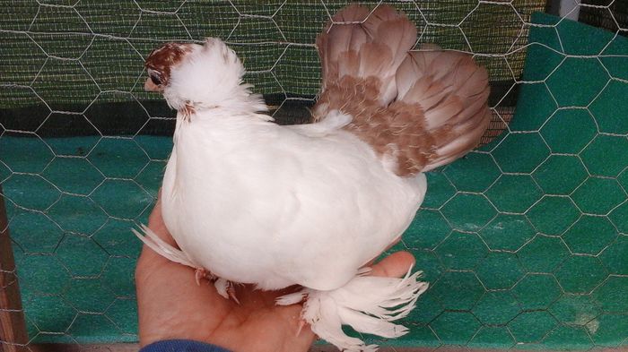 5312 - Orizonturi pt obtinerea de Nord Caucazian cu coada rosie  red tail pigeons