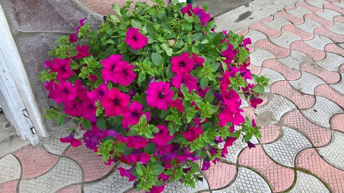 WP_20160611_11_30_38_Pro