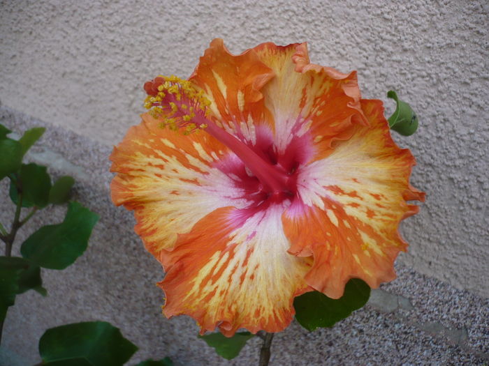 11.06.2016 - HIBISCUSI 2016-2