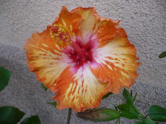 Lady Cliento - HIBISCUSI 2016-2