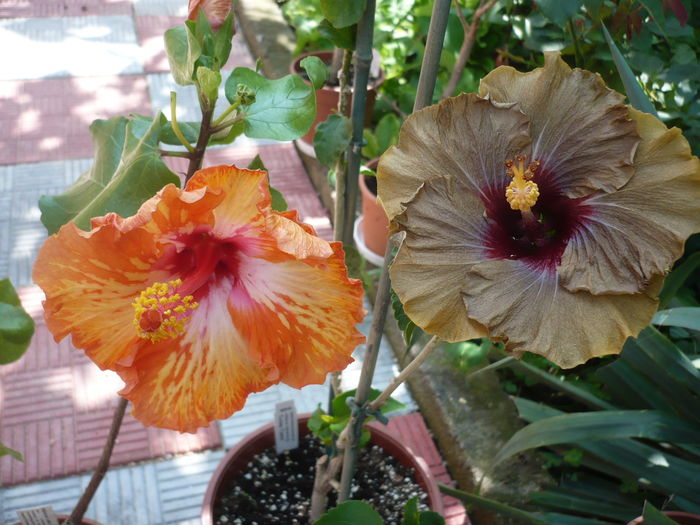 P1270184 - HIBISCUSI 2016-2