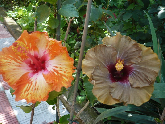 P1270186 - HIBISCUSI 2016-2