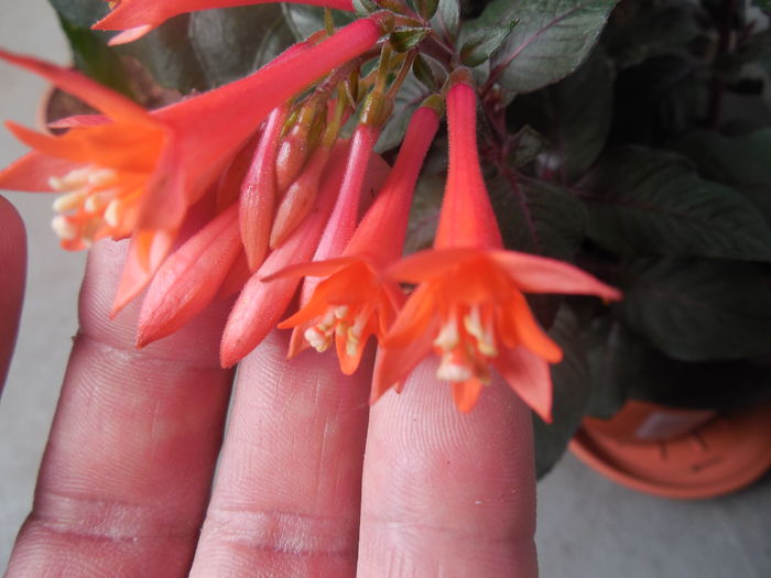 Fuchsia - diverse_floricele