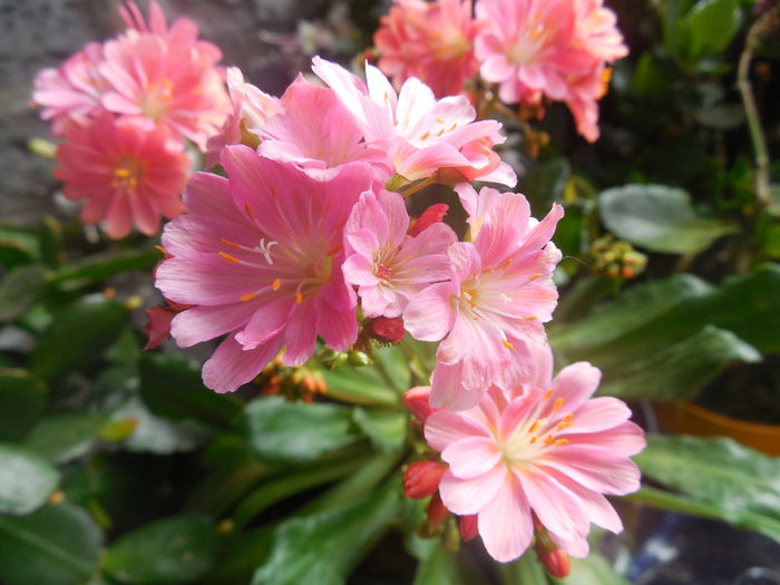 Lewisia - diverse_floricele