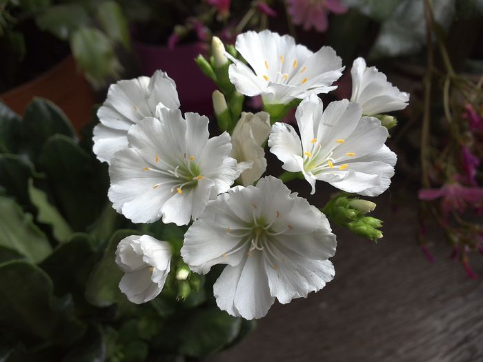 WIN_20160522_074314 - diverse_floricele
