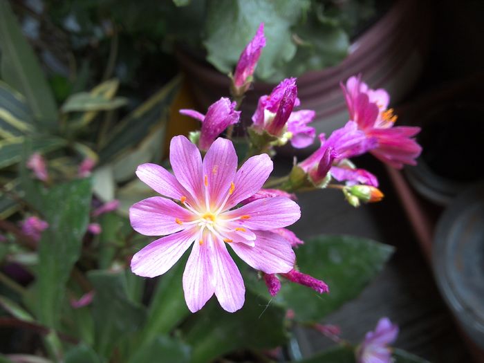 WIN_20160522_074546 - diverse_floricele