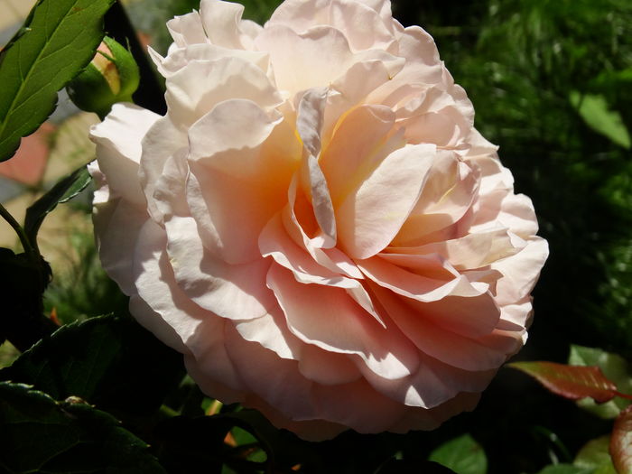 DSC00678 - Abraham Darby