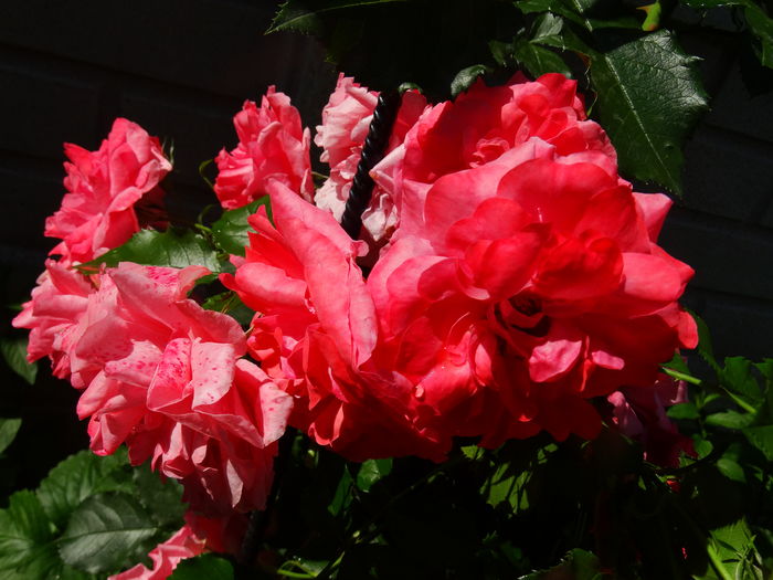 DSC00744 - Rosarium Uetersen