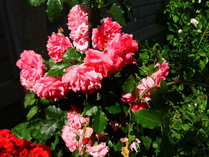 DSC00746 - Rosarium Uetersen