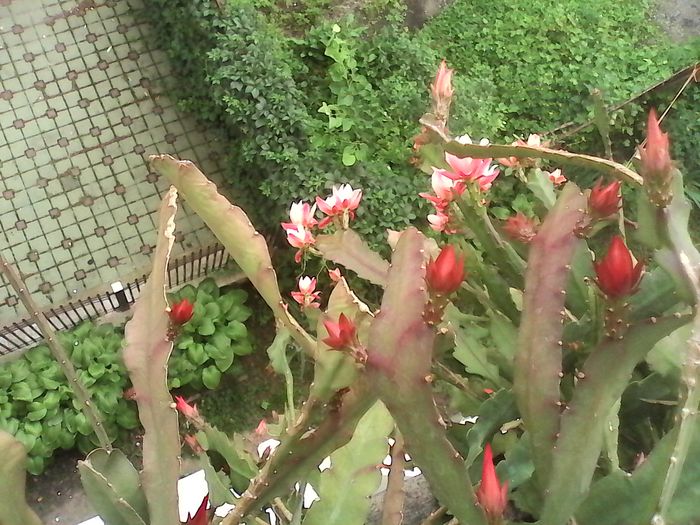 Epiphyllum roz si rosu imbobociti