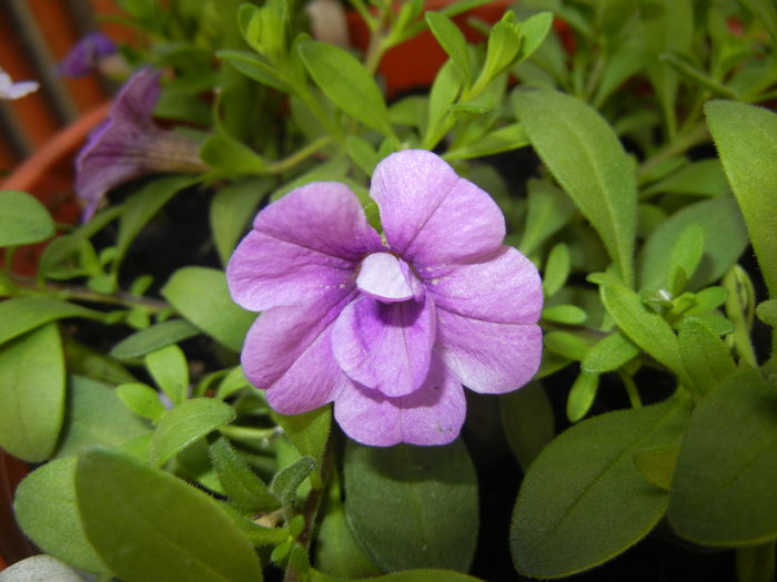 Calibrachoa Double Amethyst (16,Jun.02) - Calibrachoa Double Amethyst