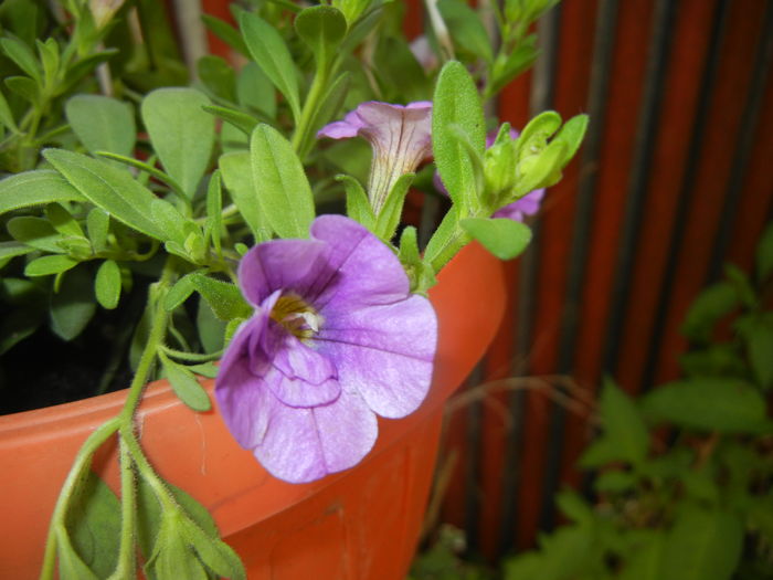 Calibrachoa Double Amethyst (16,Jun.02)