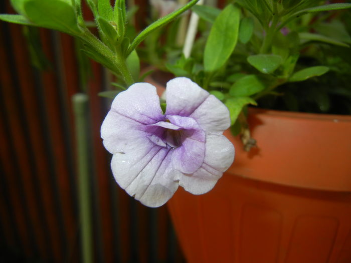 Calibrachoa Double Amethyst (16,Jun.04) - Calibrachoa Double Amethyst