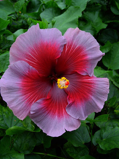 Tahitian Purple Queen - HIBISCUSI IN COLECTIA MEA