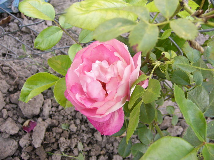 Rosa Acropolis