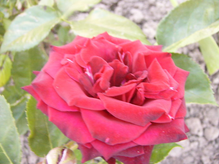 Rosa Baccara