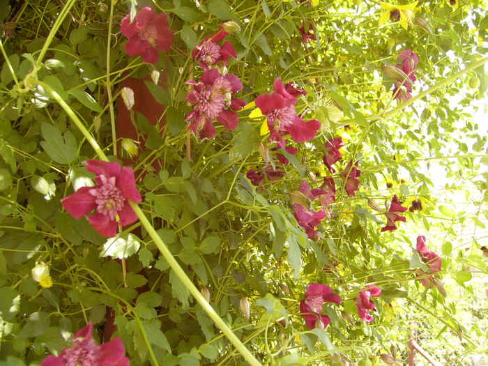 Clematis Avant-Garde