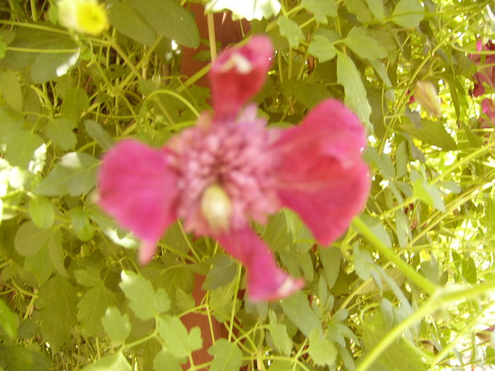 Clematis Avant-Garde