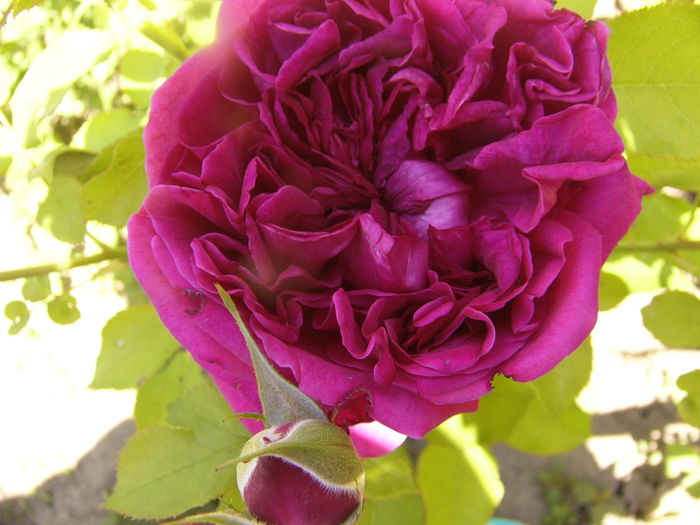 Rosa Dimov - ANUL 2016 FLORI VI