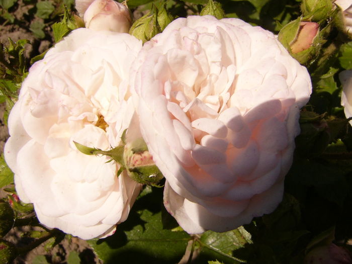 Rosa Bordure Nacree