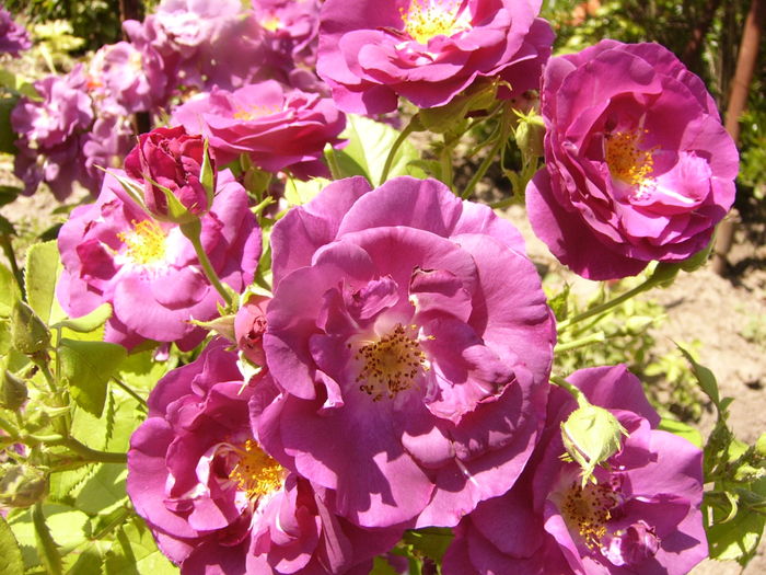 Rosa Rhapsody in blue