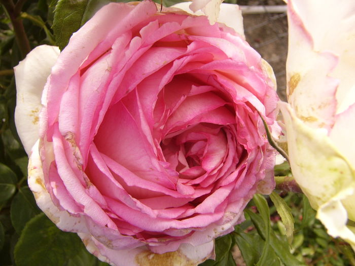 Rosa Honore de Balzac