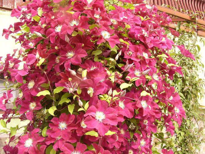 Clematis Warszawska Nike