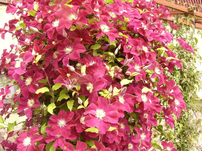 Clematis Warszawska Nike