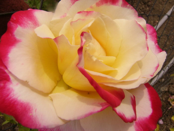Rosa Double Delight