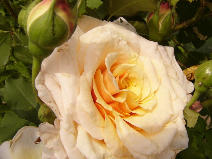 Rosa Caramela