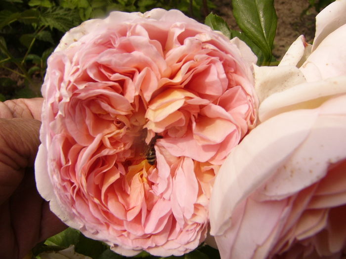 Rosa Abraham Darby