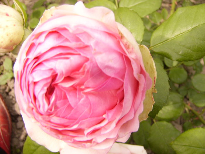 P1290003 - ANUL 2016 FLORI VI