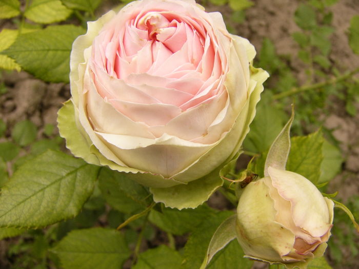 Rosa Frist Lady