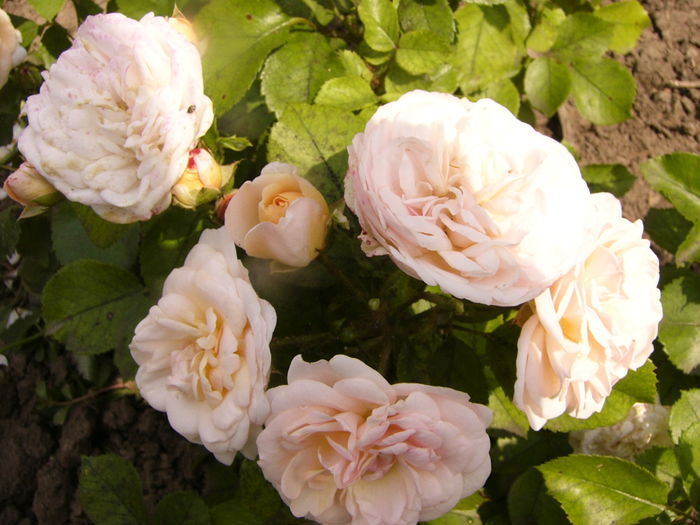 P1290032 - ANUL 2016 FLORI VI