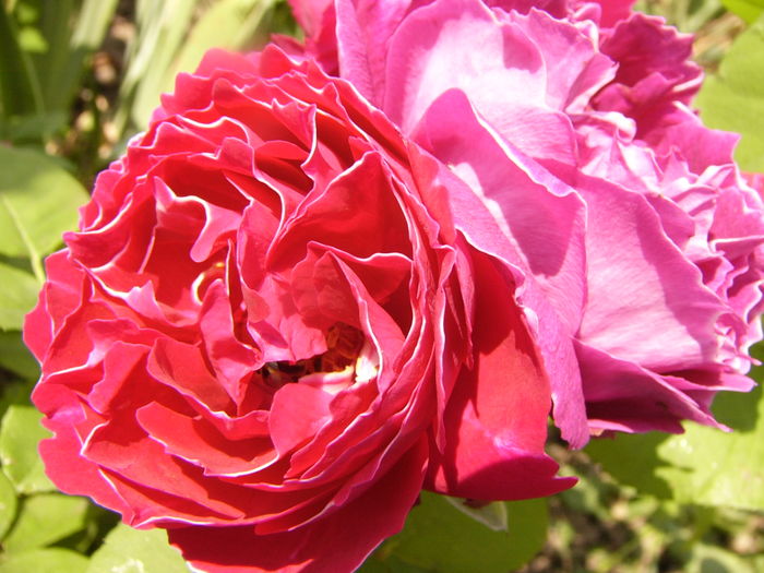 Rosa Baron Girod de L,ain