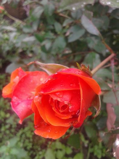 20160524_152024 - trandafiri 2016