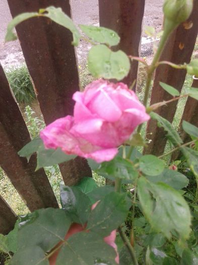 20160524_152128 - trandafiri 2016