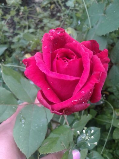 20160524_152147 - trandafiri 2016