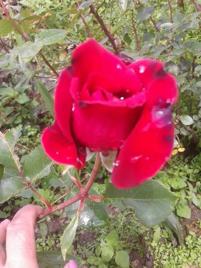 20160524_152518 - trandafiri 2016