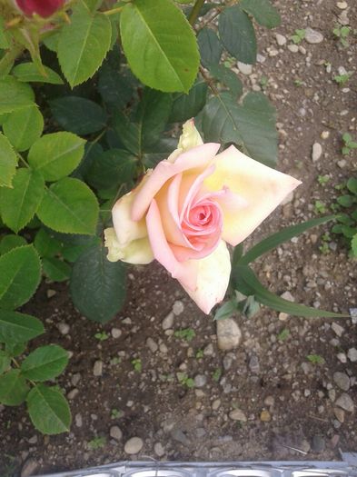 20160528_145035 - trandafiri 2016