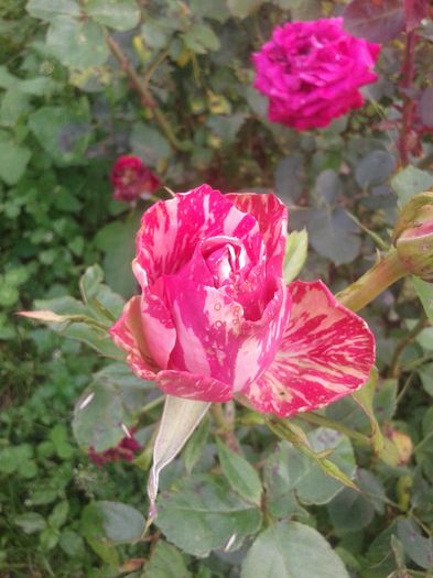 20160610_183657