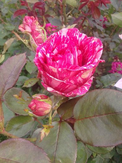 20160610_183701