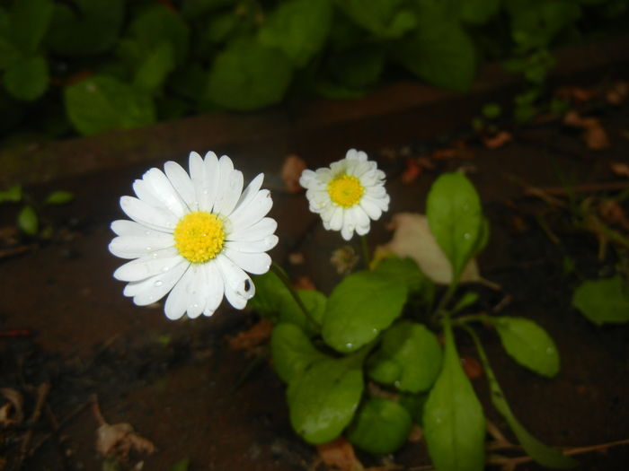 Bellis perennis (2016, May 27)