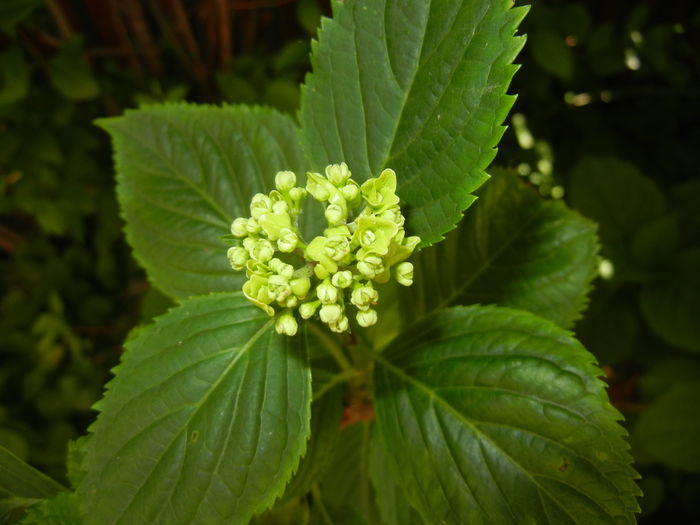 Hydrangea macrophylla (2016, June 02) - HYDRANGEA Hortensia