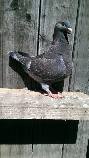 7 - Pui americani 2016