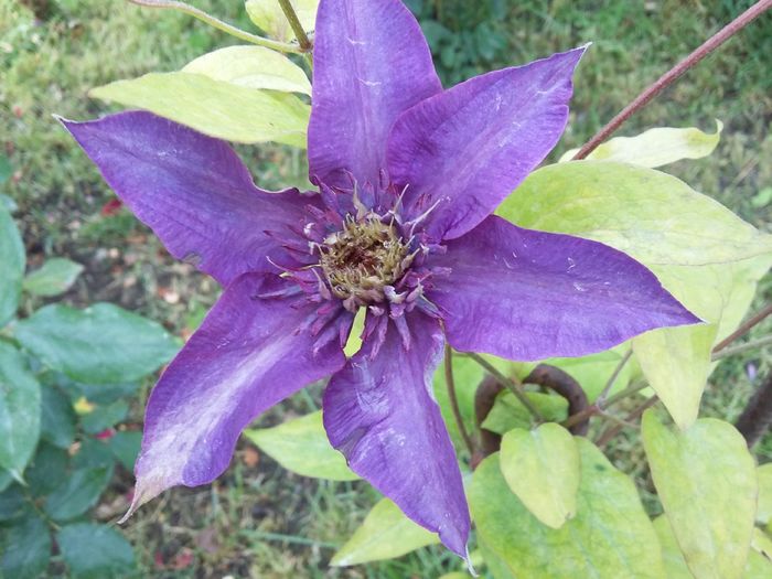 20160611_184619 - 2016 Clematis