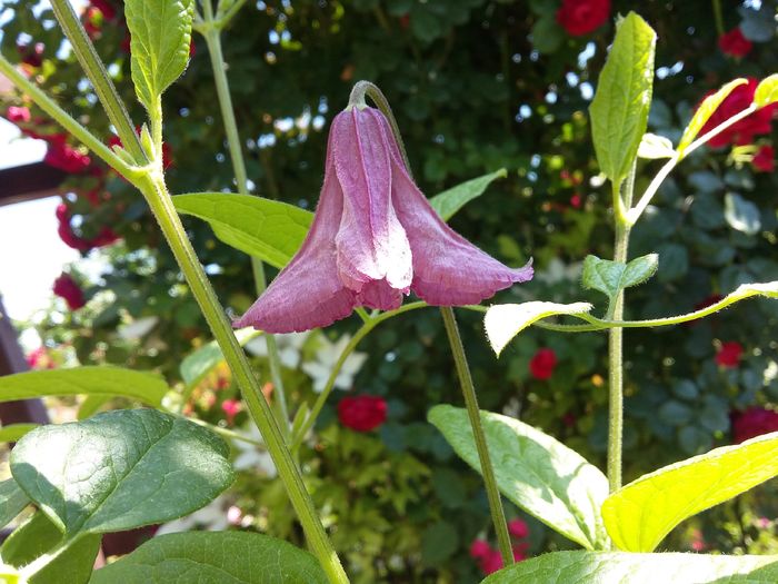 20160610_122813 - 2016 Clematis