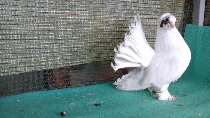 M 2015, 5341; scos din coada rosie