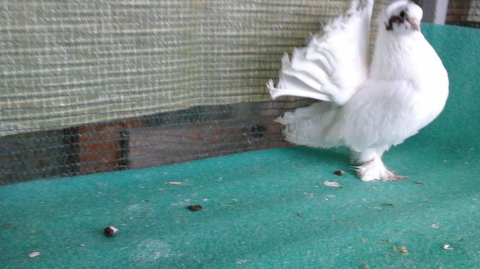 M 2015, 5341; 1oo lei