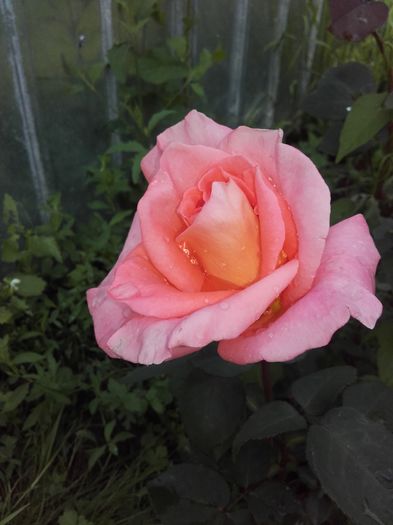 20160611_180511 - Trandafiri 2016